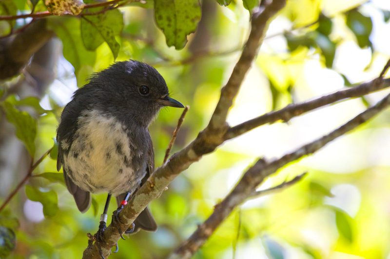 New Zealand Robin